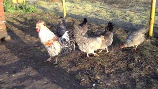 Crested Cream Legbars.MOV