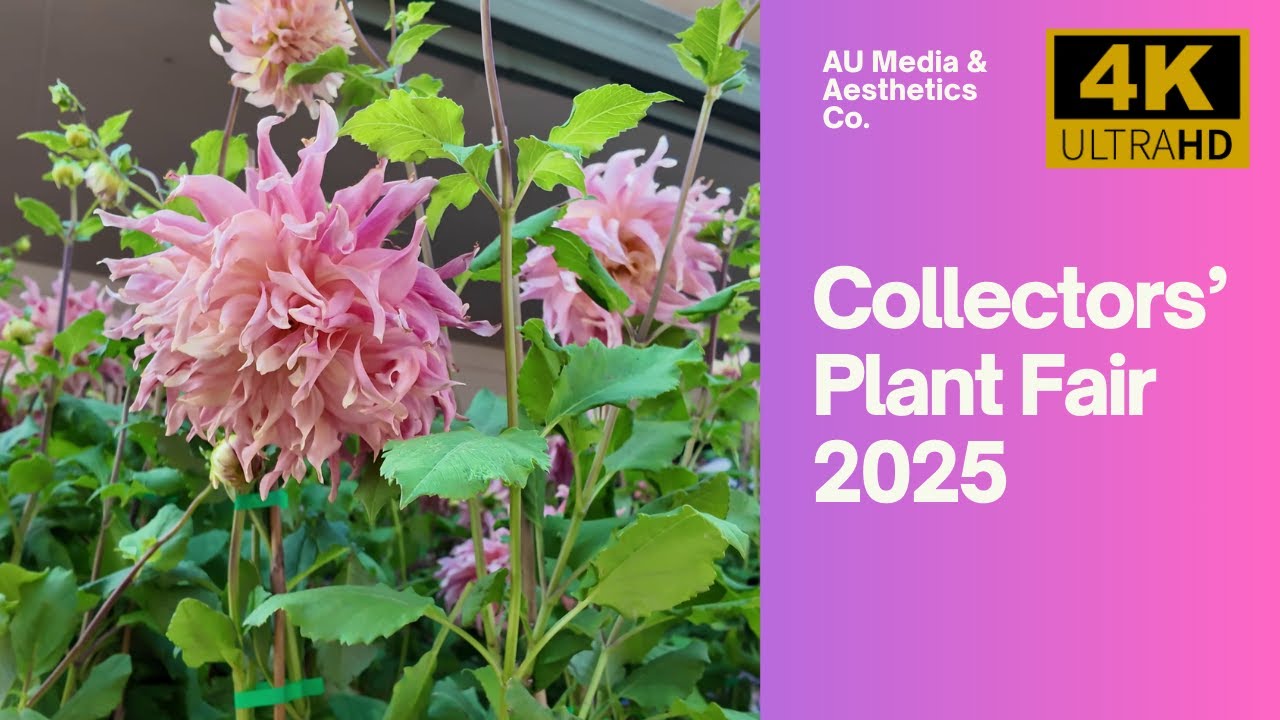 Collectors' Plant Fair Sydney 2025 [4K60 HDR] Rare flowers, cactii, bonsai, roses and more!