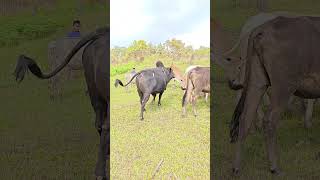 Thuh Khynnah Skur dance newsong comedy india