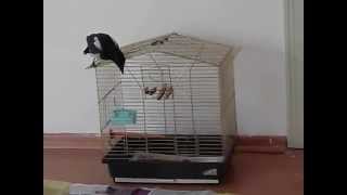 Saksağan Yavrusu Uçuş Eğitiminde (Magpie Baby)