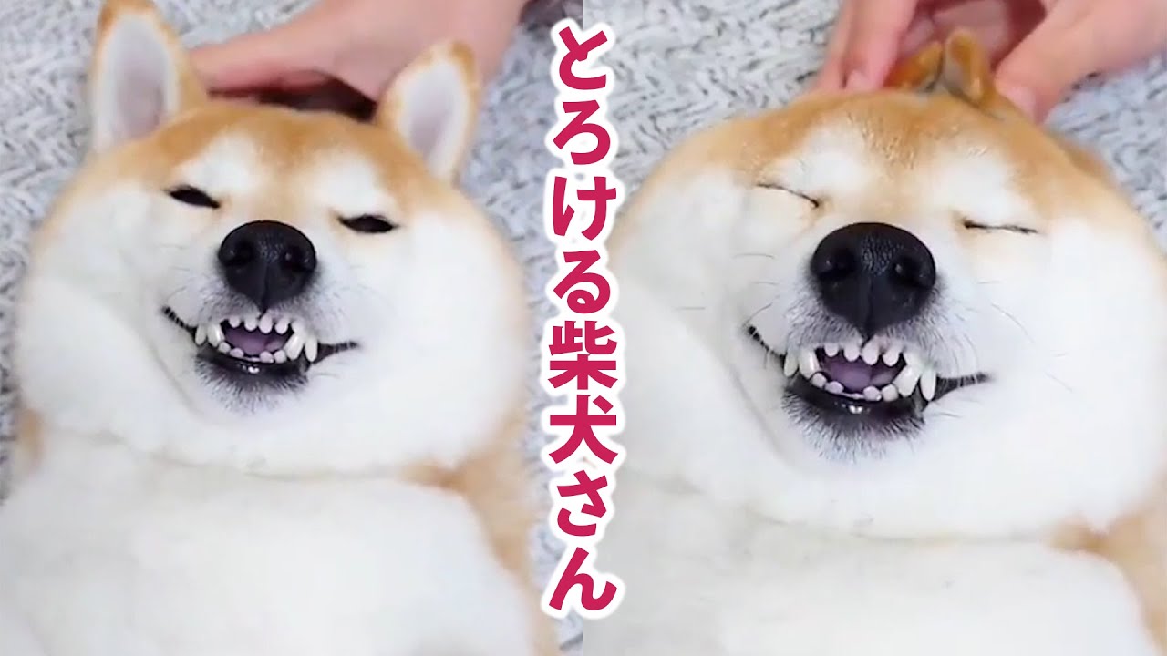 お耳はだめワンッ♡ 」癒しスイッチをマッサージされて、見事にとろけ お耳はだめワンッ♡ 」癒しスイッチをマッサージされて、見事にとろけ