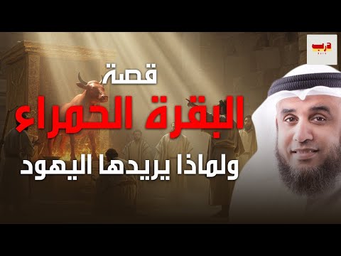 لماذا يريد اليهود البقرة الحمراء الآن وما هي قصتها الشيخ نواف السالم