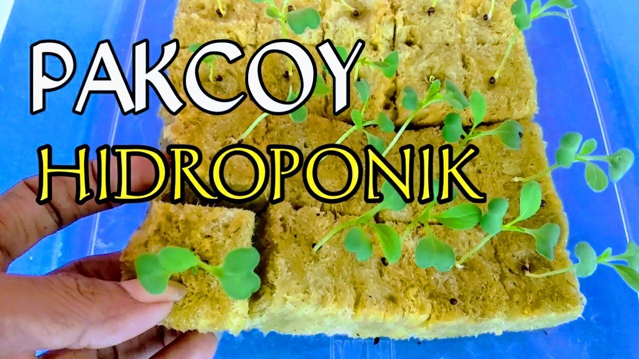 CARA MENYEMAI PAKCOY SECARA HIDROPONIK MENGGUNAKAN ROCKWOOL SAMPAI SIAP