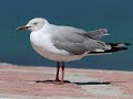 Gaivota de cabeça cinza (Chroicochepalus cirrochepalus)