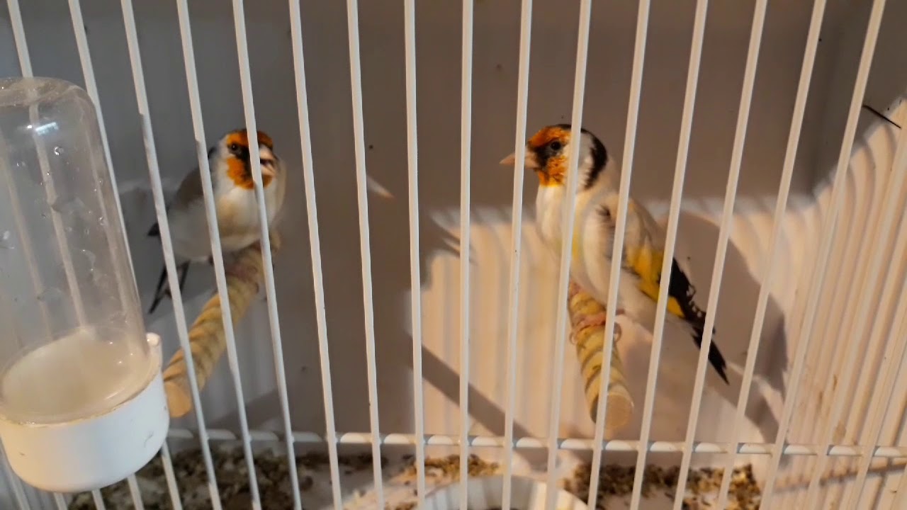 Bourse De Hannut Et Vente De Mes Chardonnerets Youtube