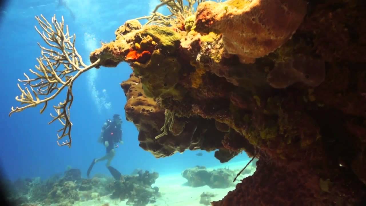 Buceando en Cozumel!  Diving in Cozumel!