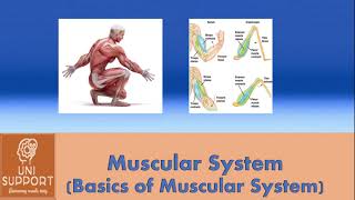 Basics Of Musculature System