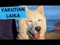 Yakutian Laika Dog Breed - Facts and Information - YouTube