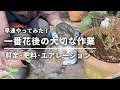 【バラ管理／花後作業】花後剪定・お礼肥・マルチング・エアレーションを実践！／鉢バラ①木立バラ