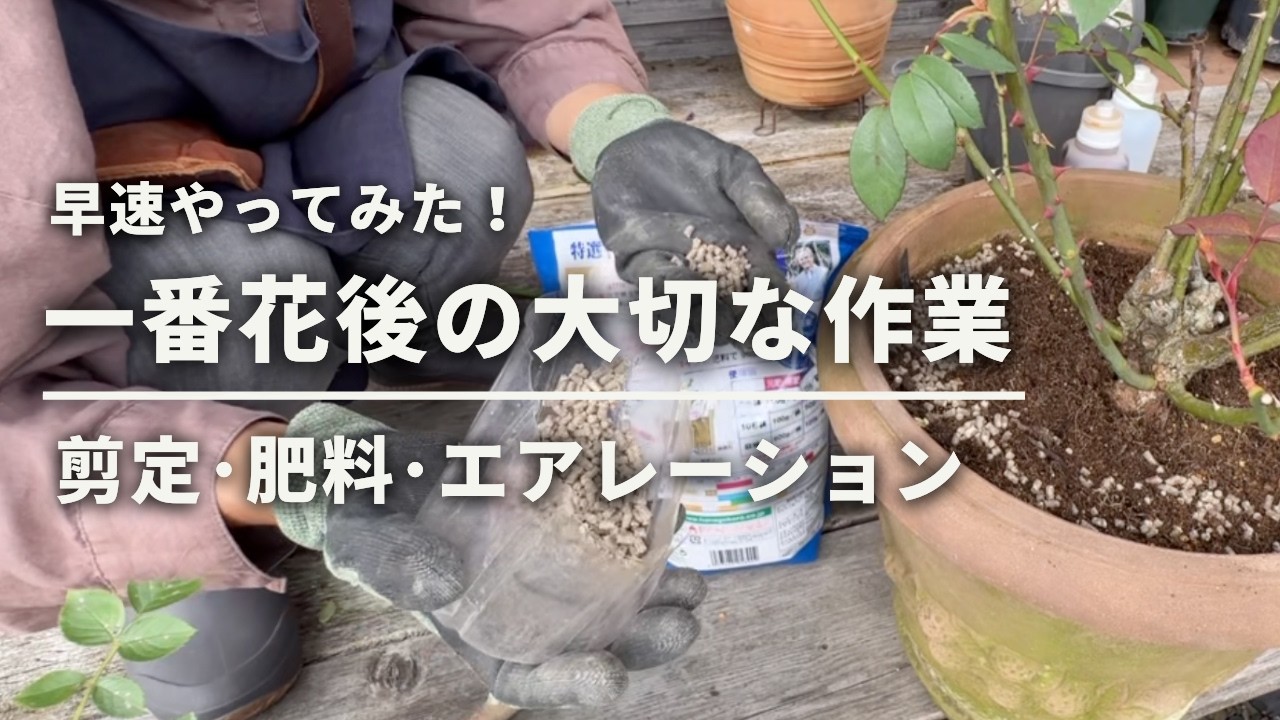 【バラ管理／花後作業】花後剪定・お礼肥・マルチング・エアレーションを実践！／鉢バラ①木立バラ