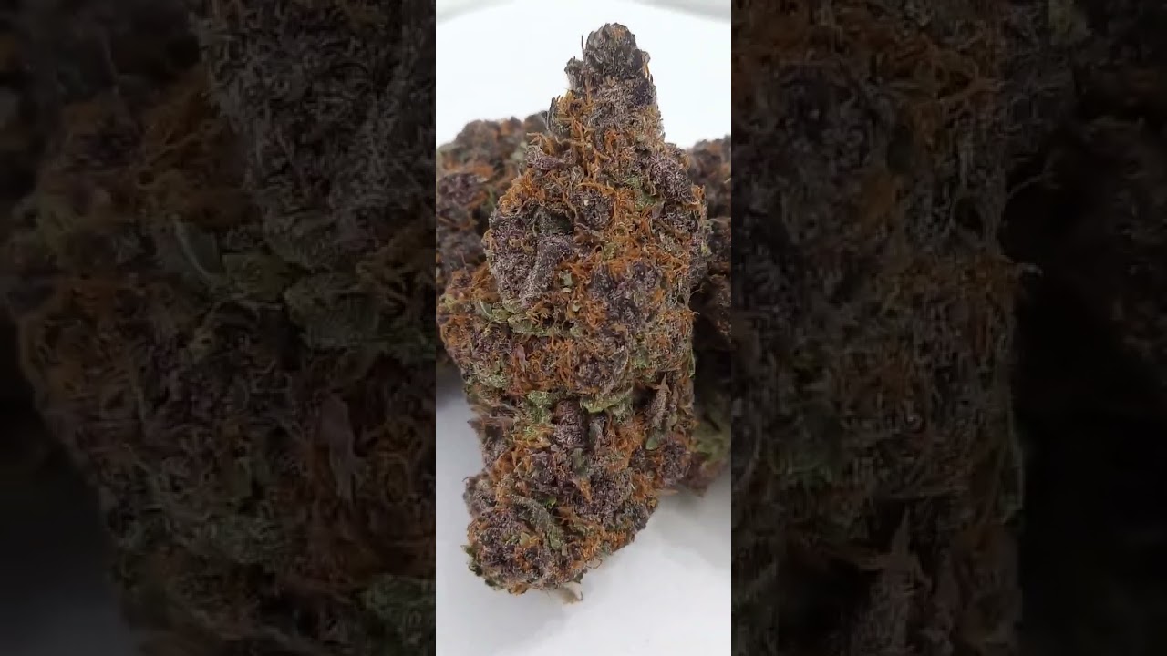 Mother Of Berries Cannabis strain review/W Dr. Greenbody