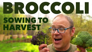 Growing Broccoli from Sowing to Harvest