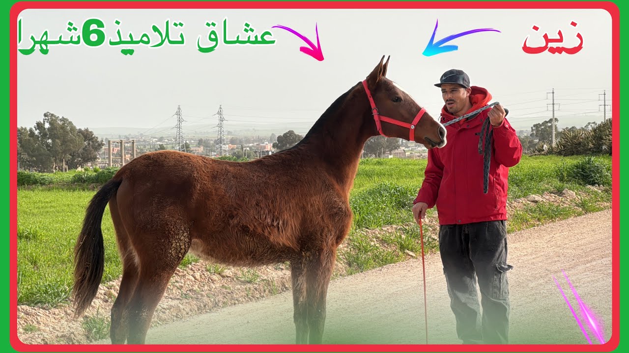  اللهً يبارك نبت زينً عندو 6شهرا ❤️❤️🐎