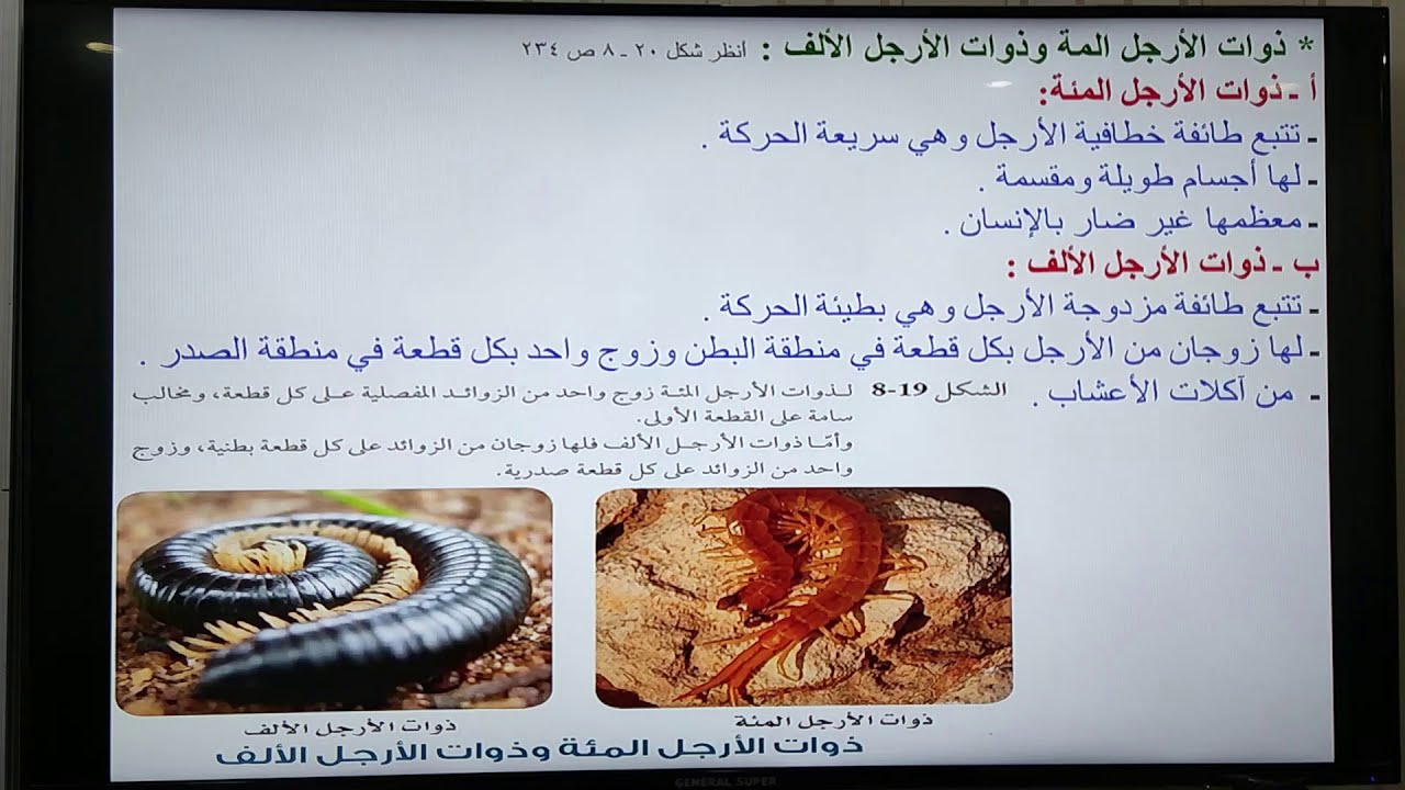 الحشرات و أشباهها  الجزء الثاني