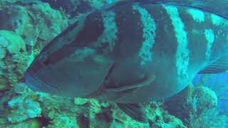 Caymen Brac 2018