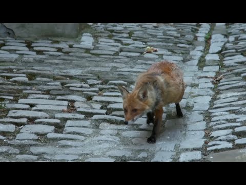 Paris'te Yaban Hayatı