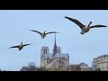 La plus belle ville du Monde - La vie sauvage à Paris