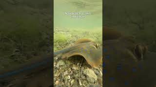 [SINGAPORE] The GORGEOUS Blue-spotted Fantail Ray!