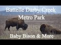 Battelle Darby Creek Metro Park | Baby Bison &amp; More! Ohio