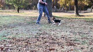 12 week old beagle puppy training