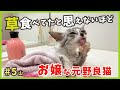 【ガリガリ猫 シャンプー】びっくり穏やか子猫、ホントに野良猫？元気になってきたので綺麗に変身していく様子がこちら。【謎の天然娘・山5】/ Kitten emergency protection