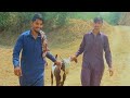 Bakra chori kartay huway pakray gai  bakra eid 2022 special  faizan vcp vlog