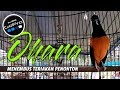 Kualitas Murai Milyar Suara Tembakan Ohara Menembus Teriakan Penonton Mp3 - Mp4 Download