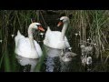 Beautiful swans photo show/special effects