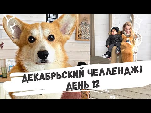 Видео: Декабрьский челлендж: день 12! Крутой корги пазл. Провалили задание! Потеряли игрушку корги Бентли.