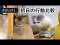 2匹の子猫の家族になった日の映像を比べてみると…#Shorts