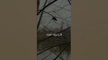 فبعث الله غراب ا يبحث فى الارض الشيخ سيد سعيد سيد سعيد 
