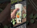 Prickly pear in stock AND has limited time coupons!? Corkcicle #summervibes #corkcicle