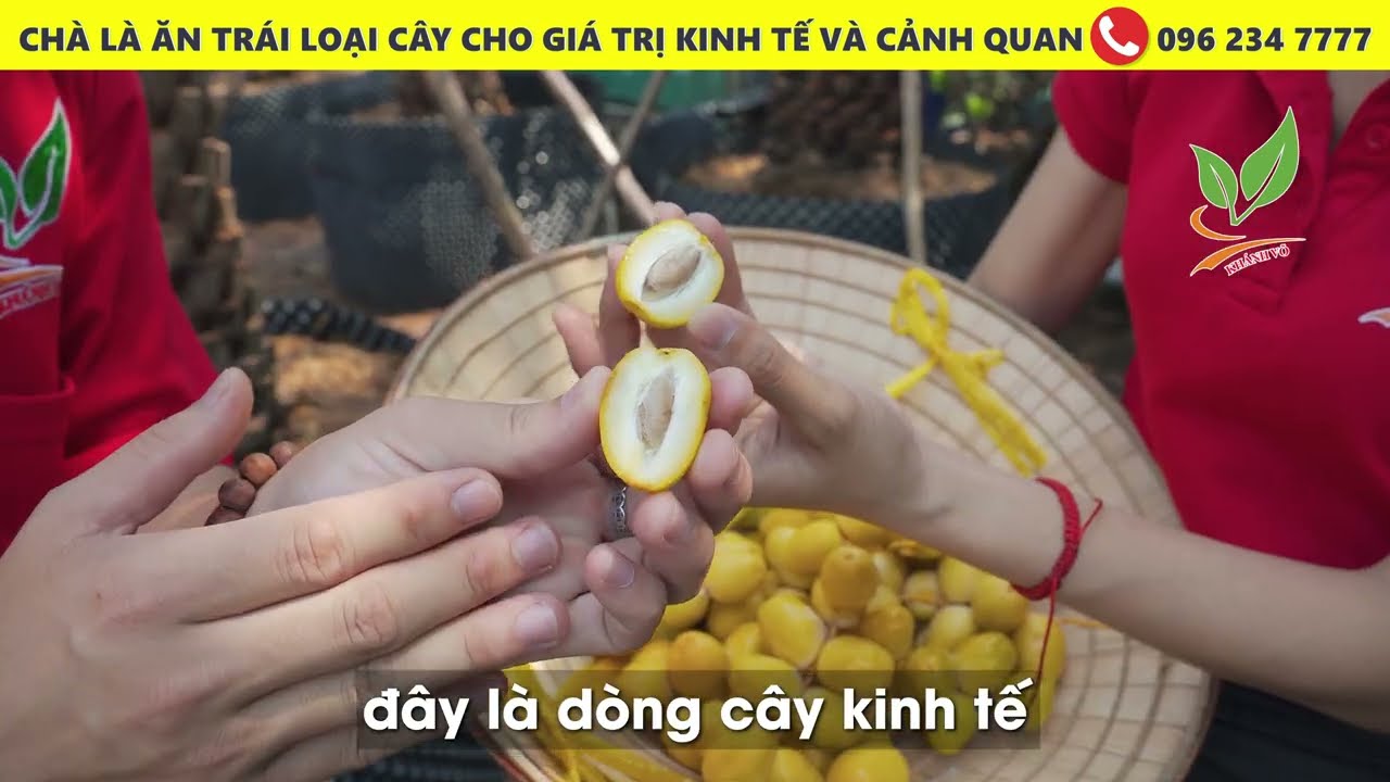 Vườn cây Chà Là rộ trái thưởng thức vẻ đẹp thiên nhiên... - youtube