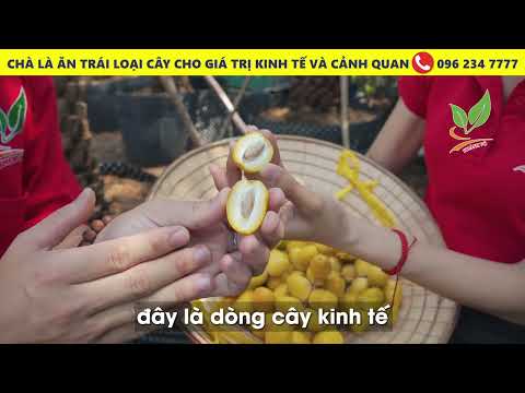 Video Vườn cây Chà Là rộ trái thưởng thức vẻ đẹp thiên nhiên... - youtube
