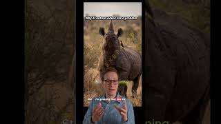 The problem with AI nature videos