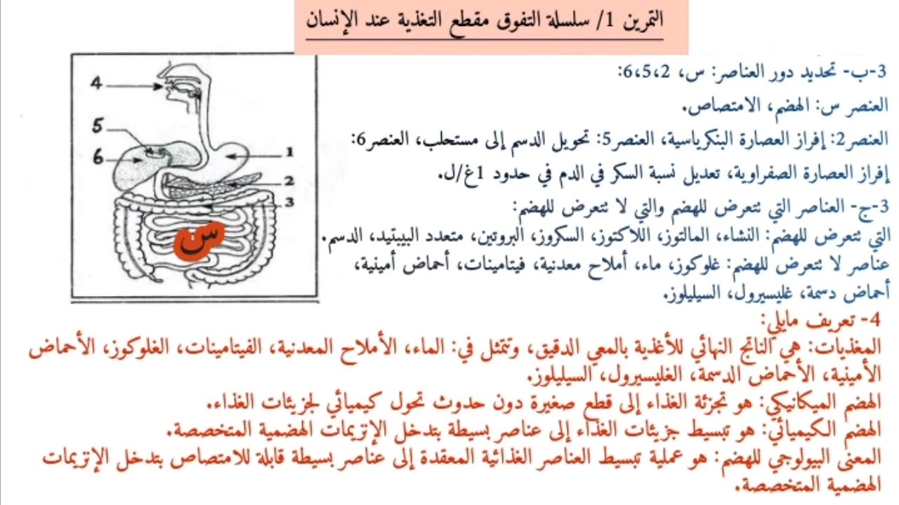 سلسلة تمارين مقطع التغذية عند الإنسان رابعة متوسط