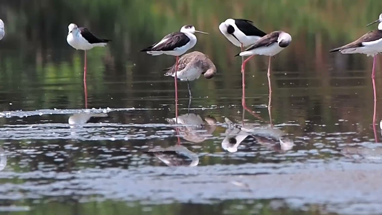 Ходулочник   Himantopus himantopus