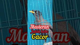 Masteran Jalak Kebo Gacorshorts