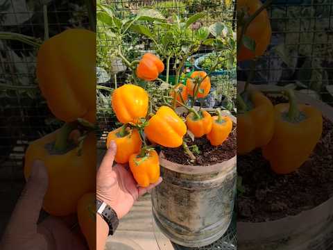 Grow Bell Pepper/Capsicum