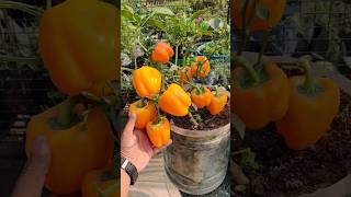 Grow Bell Pepper/Capsicum in Pots| Video Link in Description  #bellpeppers #pepper  #capsicum #short