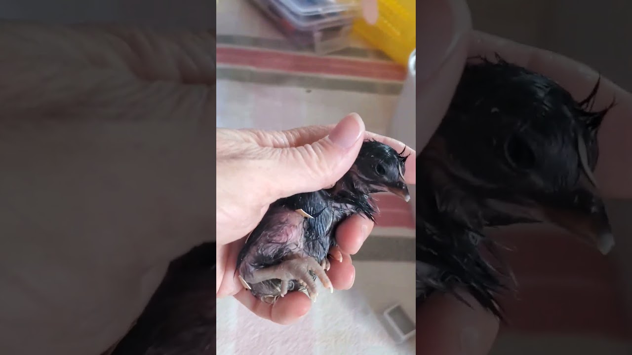 Hatching Black Australorp Chickens 