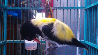 Kepodang hutan gacor pancingan kepodang bahan