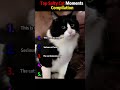 Top Salty Cat Moments Compilation#SaltyCats#OffendedCats#FunnyCatCompilation
