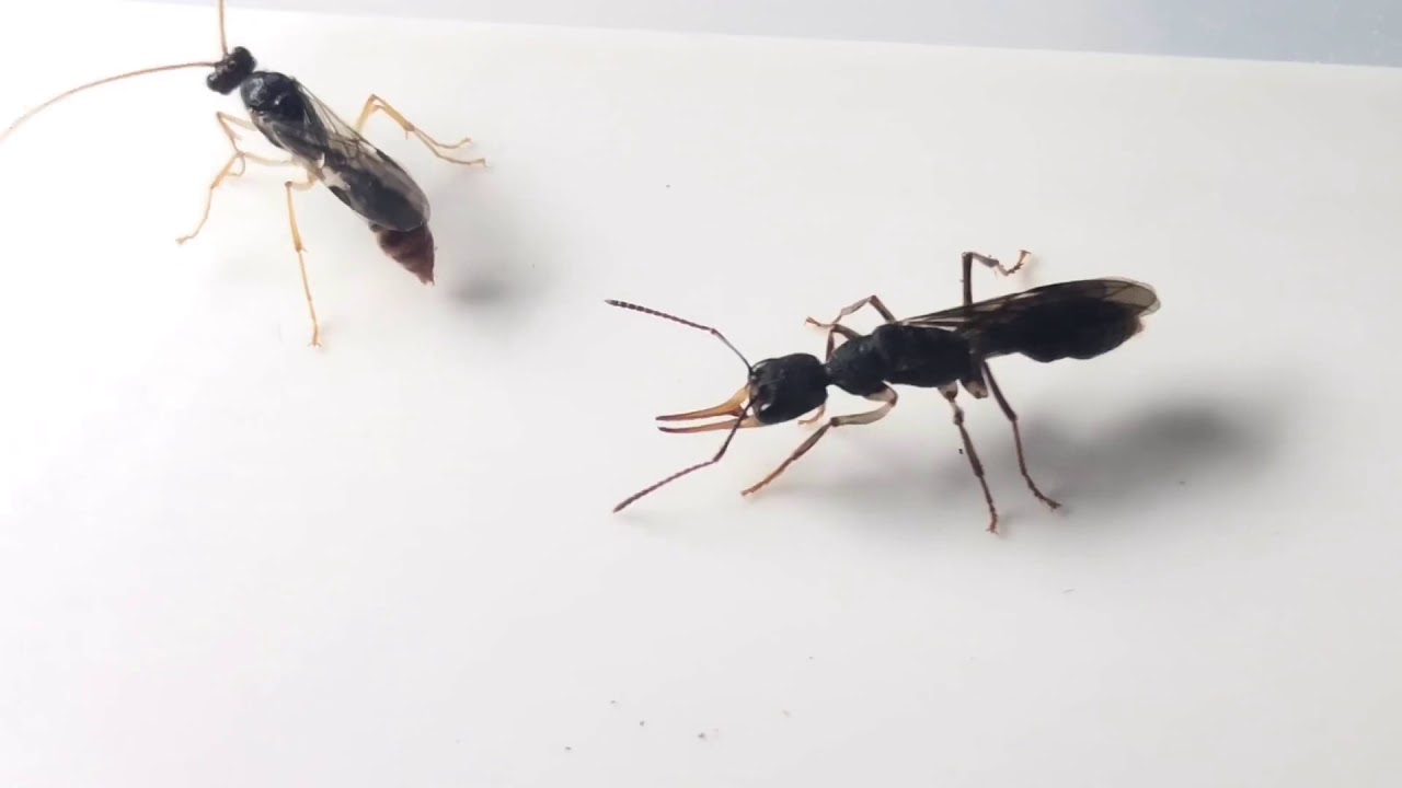 クワガタアリの羽アリ Youtube