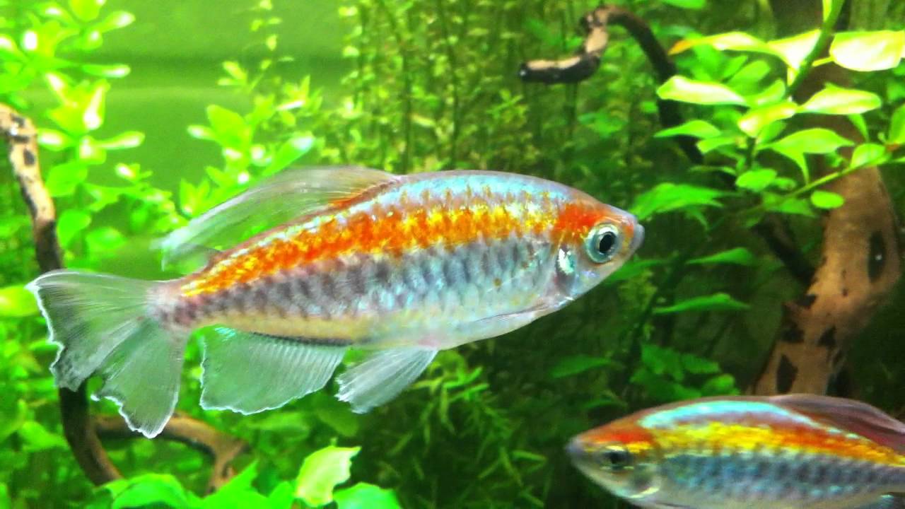 What is a Congo tetra?