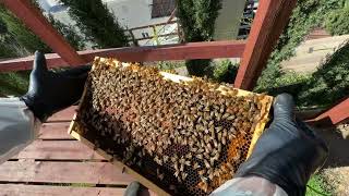 Как развиваются пчелы зимой в Голивуде? - How bees growing  in winter in Hollywood? - 232