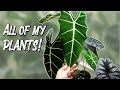 RELAXING HOUSEPLANT TOUR | 60+ plants in a small apartment