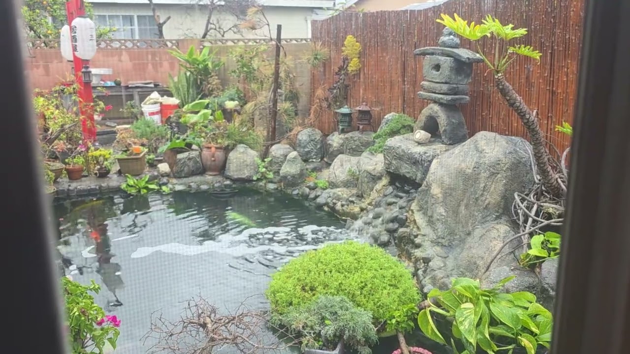 Raining day, stay home enjoy my koi pond