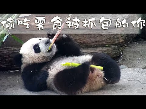 《熊貓早晚安》像極了偷吃零食被抓包的你 | iPanda熊貓頻道