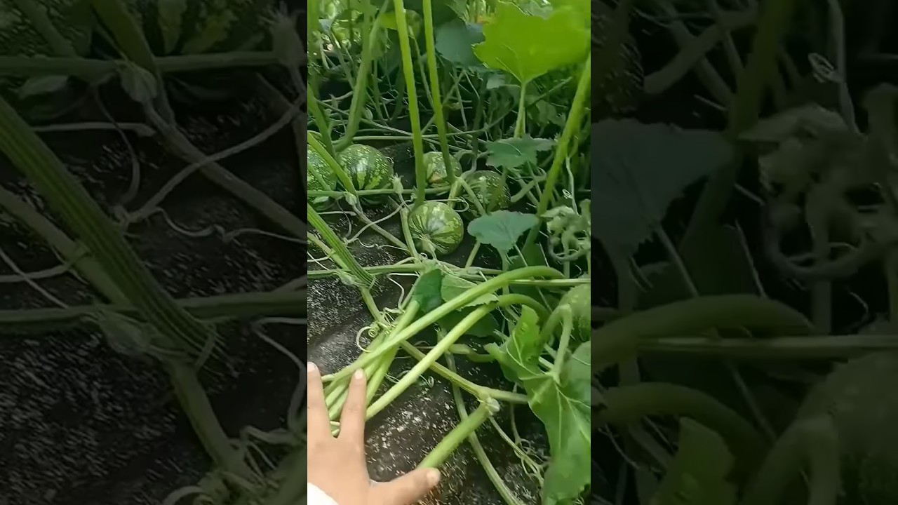 how to agriculture #farming101 #vegetables #farming #gardening #garden #satisfying #fruit